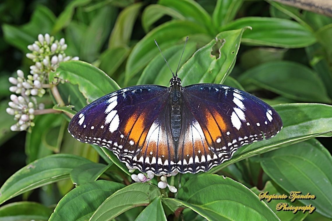 Great eggfly, Hypolimnas bolina bolina - female, upperside  Geotagged,Great eggfly,Hypolimnas bolina,Indonesia,Spring