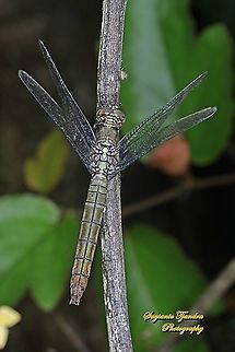 Crimson Dropwing Orange Skimmer, Orthetrum testaceum  - female  Geotagged,Indonesia,Orange Skimmer,Orthetrum testaceum,Spring