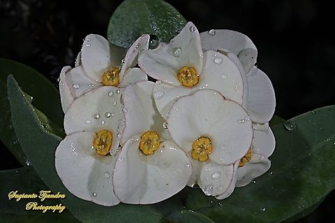 The crown of thorns, Euphorbia milii, family Euphorbiaceae  Crown of thorns,Euphorbia milii,Geotagged,Indonesia,Spring