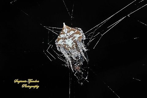 Orb-weaver Spider, Eriovixia laglaizei w/prey  Eriovixia laglaizei,Geotagged,Indonesia,Spring