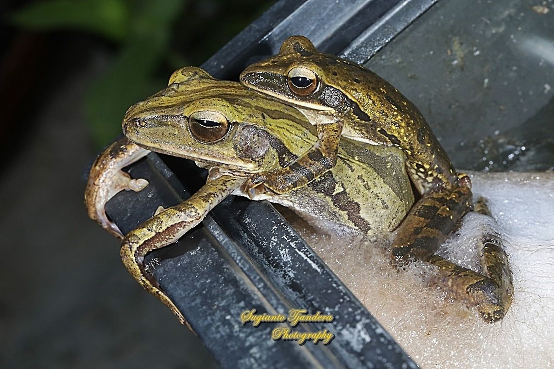 Common Tree Frog, Polypedates leucomystax  Common tree frog,Geotagged,Indonesia,Polypedates leucomystax,Spring