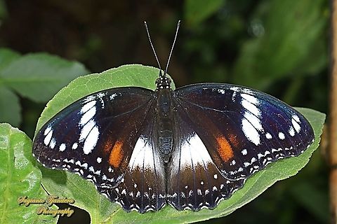 Great eggfly, Hypolimnas bolina bolina - female, upperside  Geotagged,Great eggfly,Hypolimnas bolina,Indonesia,Spring