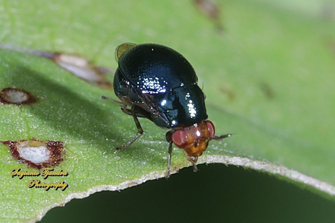 Beetle fly, Spaniocelyphus palmi, family Celyphidae  Geotagged,Indonesia,Spaniocelyphus palmi,Spring