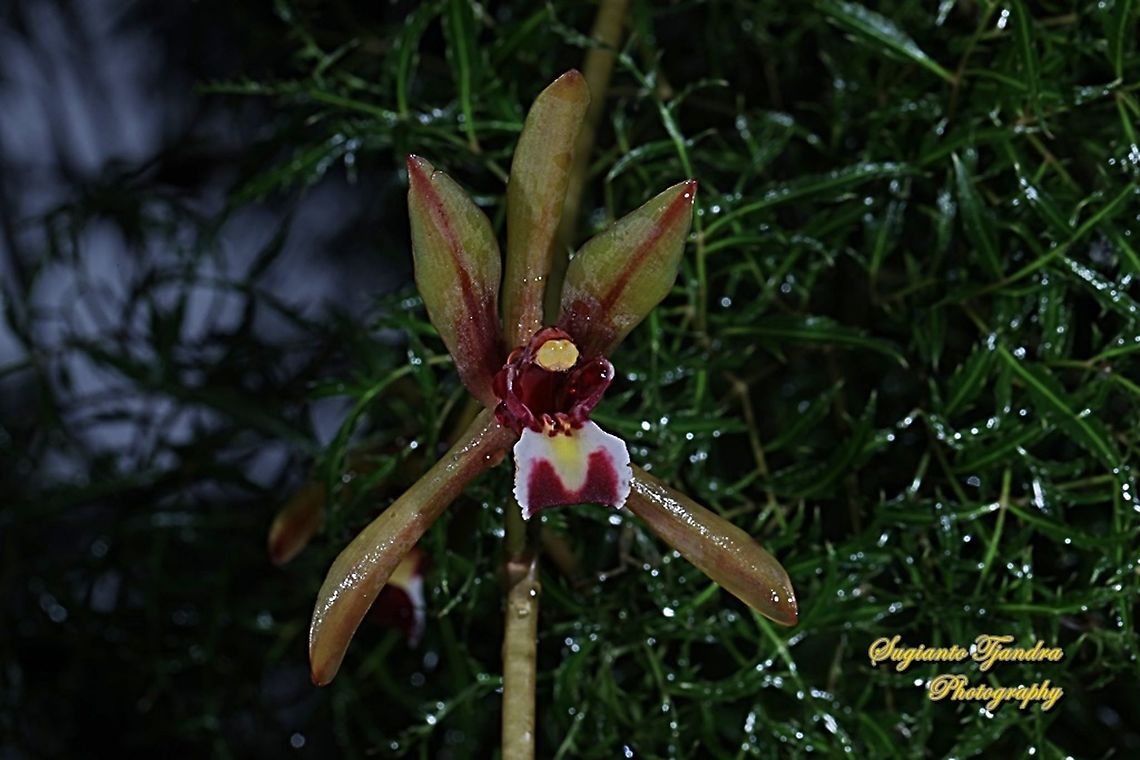 Native Orchid flower ( Cymbidium finlaysonianum )  Cymbidium finlaysonianum,Geotagged,Indonesia,Spring