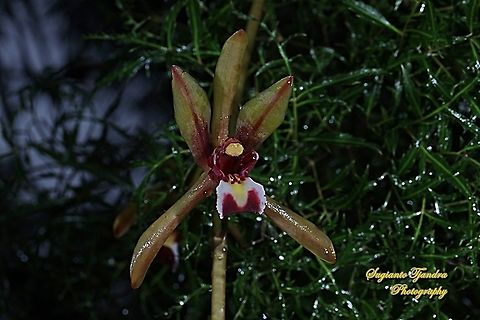 Native Orchid flower ( Cymbidium finlaysonianum )  Cymbidium finlaysonianum,Geotagged,Indonesia,Spring