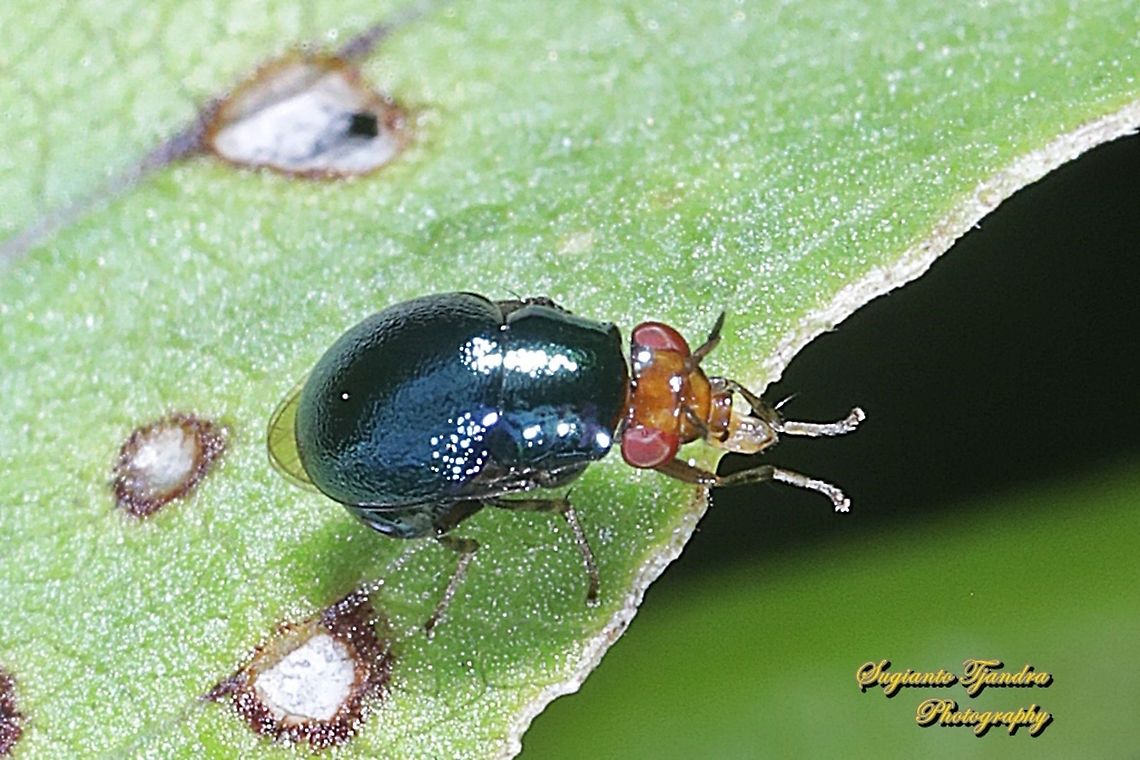 Beetle fly, Spaniocelyphus palmi, family Celyphidae  Geotagged,Indonesia,Spaniocelyphus palmi,Spring