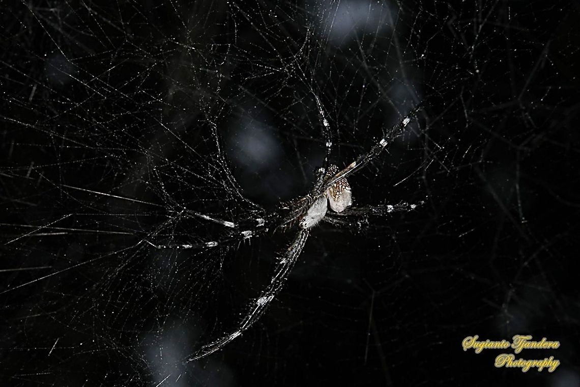 The Dome Tent-web spider (Cyrtophora moluccensis)  Cyrtophora moluccensis,Dome Tent Spider,Geotagged,Indonesia,Spring