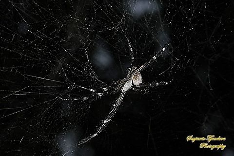 The Dome Tent-web spider (Cyrtophora moluccensis)  Cyrtophora moluccensis,Dome Tent Spider,Geotagged,Indonesia,Spring