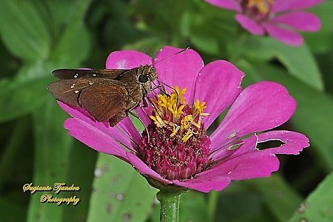 Skipper butterfly, paintbrush swift, Baoris farri "sucking nectar in the  Zinnia flower"  Baoris farri,Geotagged,Indonesia,Paintbrush Swift,Spring