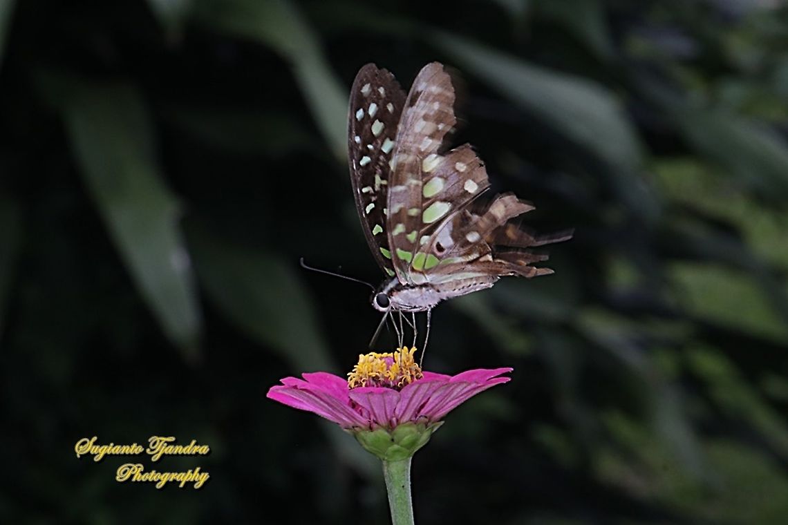 Tailed Jay Butterfly, Graphium agamemnon "sucking nectar on the Zinnia flower"  Geotagged,Graphium agamemnon,Indonesia,Spring,Tailed Jay