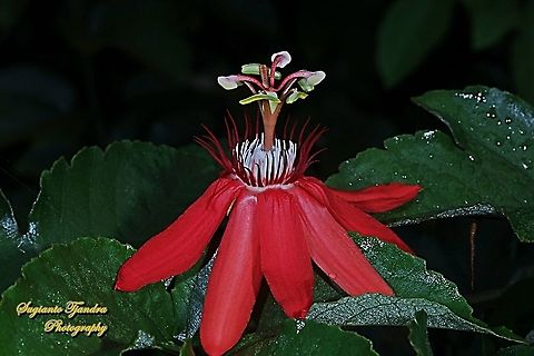Crimson Passion Flower, Passiflora Vitifolia , family Passifloraceae  Crimson passion flower,Geotagged,Indonesia,Passiflora vitifolia,Spring
