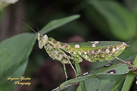 Flower mantis, Creobroter Sp  Geotagged,Indonesia,Spring