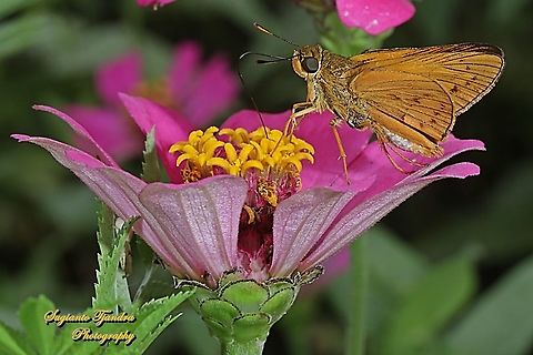 Skipper Butterfly - Yellow Palm Dart, Cephrenes trichopepla "sucking nectar on the Zinnia flower"  Cephrenes trichopepla,Geotagged,Indonesia,Spring,Yellow palm dart