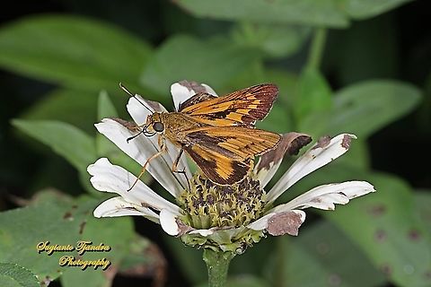 Skipper Butterfly - Yellow Palm Dart, Cephrenes trichopepla "rest on the Zinnia flower"- upperside  Cephrenes trichopepla,Geotagged,Indonesia,Spring,Yellow palm dart