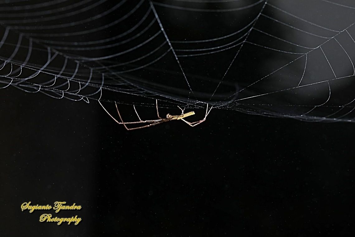 Long-jawed orb-weaver, Tetragnatha, family Tetragnathidae  Geotagged,Indonesia,Spring