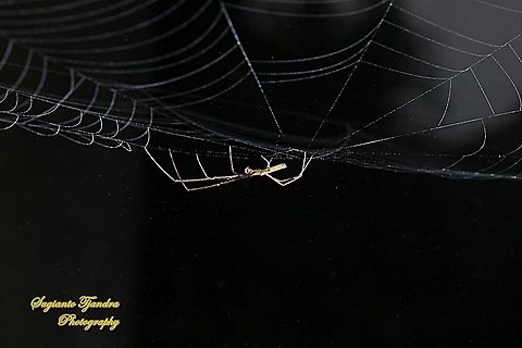 Long-jawed orb-weaver, Tetragnatha, family Tetragnathidae  Geotagged,Indonesia,Spring