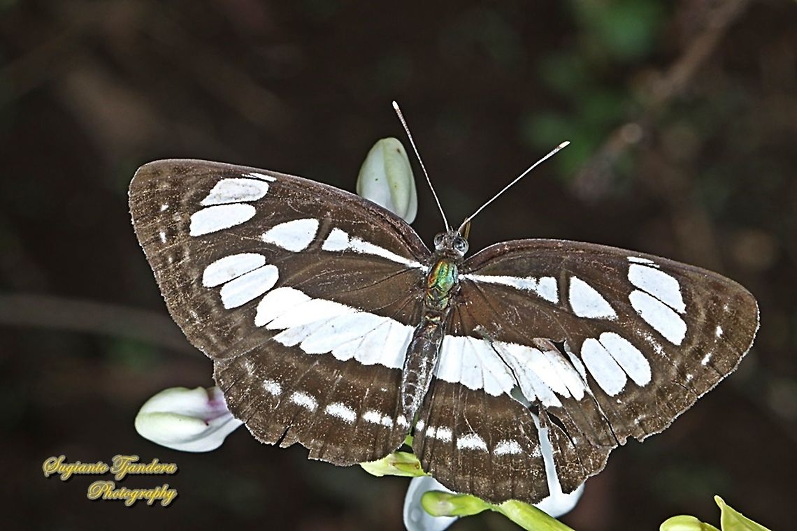 The Common Sailor Butterfly, Neptis hylas matuta - Upperside  Common sailor,Geotagged,Indonesia,Neptis hylas,Spring