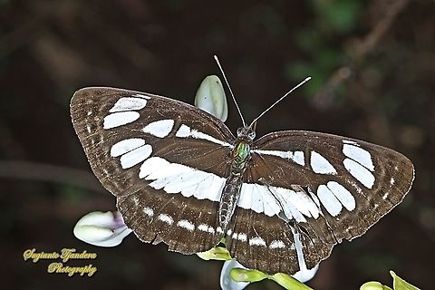 The Common Sailor Butterfly, Neptis hylas matuta - Upperside  Common sailor,Geotagged,Indonesia,Neptis hylas,Spring
