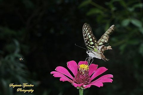Tailed Jay Butterfly, Graphium agamemnon "sucking nectar on the Zinnia flower" - being watched by a stingless honey bee (Meliponini)  Geotagged,Graphium agamemnon,Indonesia,Spring,Tailed Jay
