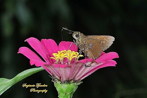 Skipper butterfly, paintbrush swift, Baoris farri "sucking nectar in the  Zinnia flower"  Baoris farri,Geotagged,Indonesia,Paintbrush Swift,Spring