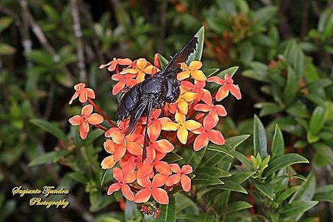 Black Carpenter Bee, Xylocopa, family Apidae "sucking nectar on the Jungle geranium flower, Ixora coccinea"  Geotagged,Indonesia,Spring
