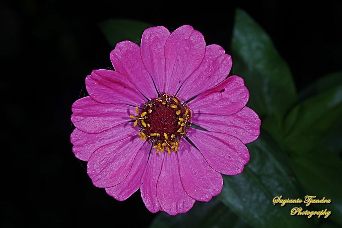 Pink Zinnia flower, Zinnia elegans  Geotagged,Indonesia,Spring,Zinnia elegans