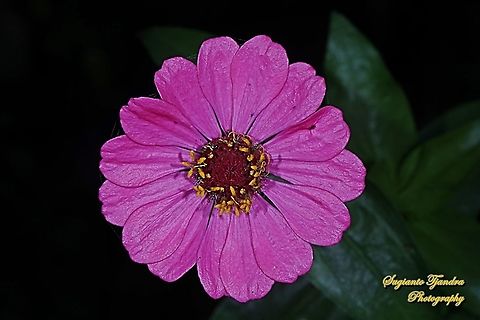 Pink Zinnia flower, Zinnia elegans  Geotagged,Indonesia,Spring,Zinnia elegans