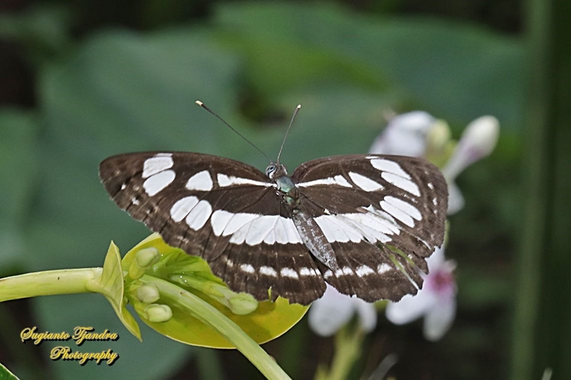 The Common Sailor Butterfly, Neptis hylas matuta - Upperside  Common sailor,Geotagged,Indonesia,Neptis hylas,Spring