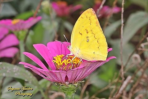 Lemon Emigrant, Catopsilia pomona pomona female form-pomona "sucking nectar on the Zinnia flower"  Catopsilia pomona,Geotagged,Indonesia,Lemon Emigrant,Spring