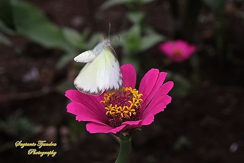 Lemon Emigrant,  Catopsilia pyranthe pyranthe "flying off from the Zinnia flower"  Catopsilia pyranthe,Geotagged,Indonesia,Mottled emigrant,Spring