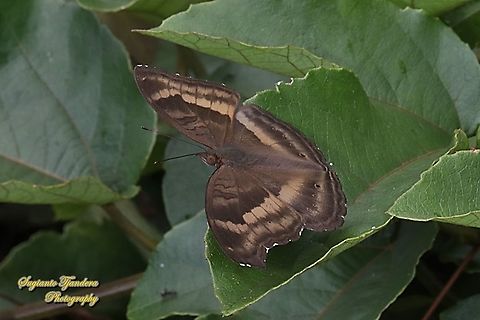 The Chocolate Pansy, Junonia Iphita - upperside  Chocolate soldier,Geotagged,Indonesia,Junonia iphita,Spring