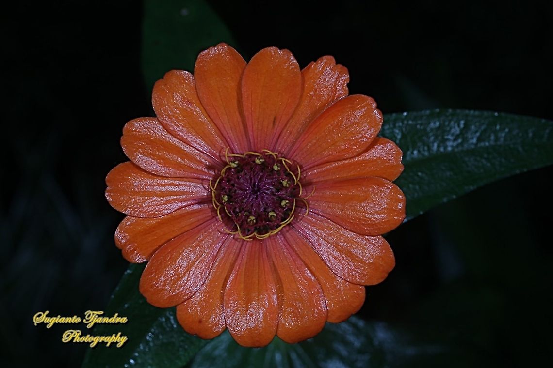 Orange Zinnia flower, Zinnia elegans  Geotagged,Indonesia,Spring,Zinnia elegans