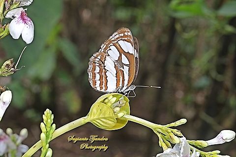The Common Sailor Butterfly, Neptis hylas matuta - lowerside "sucking nectar on the Golden pseuderanthemum flower"  Common sailor,Geotagged,Indonesia,Neptis hylas,Spring