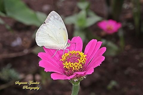 Lemon Emigrant,  Catopsilia pyranthe pyranthe "sucking nectar on the Zinnia flower"  Catopsilia pyranthe,Geotagged,Indonesia,Mottled emigrant,Spring