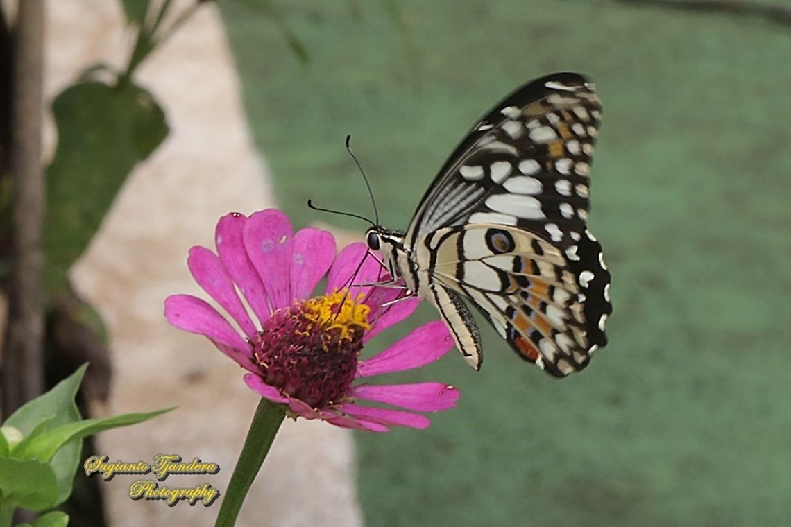Common Lime butterfly (Papilio demoleus) "sucking nectar on the Zinnia flower"  Geotagged,Indonesia,Lime Swallowtail,Papilio demoleus,Spring