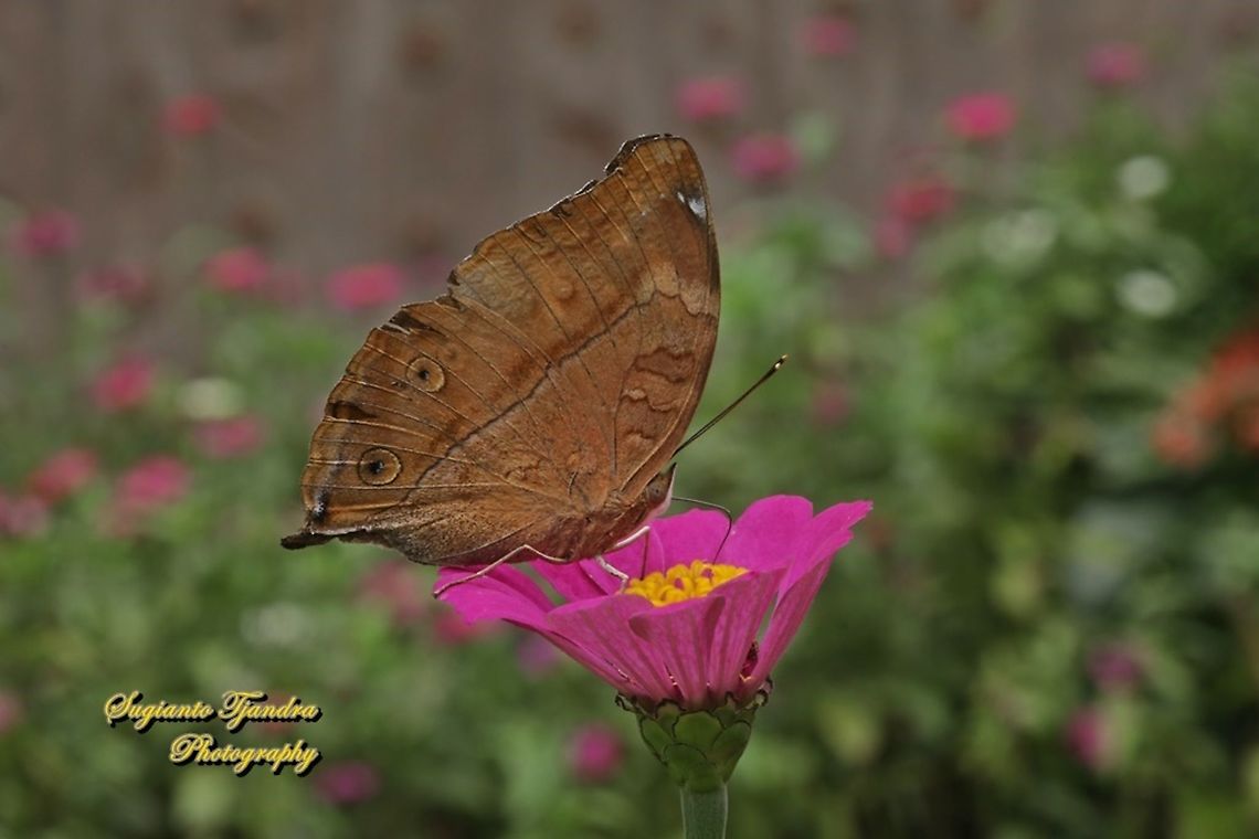 Autumn leaf butterfly, Doleschallia bisaltide "sucking nectar on the Zinnia flower"  Autumn leaf,Doleschallia bisaltide,Geotagged,Indonesia,Spring