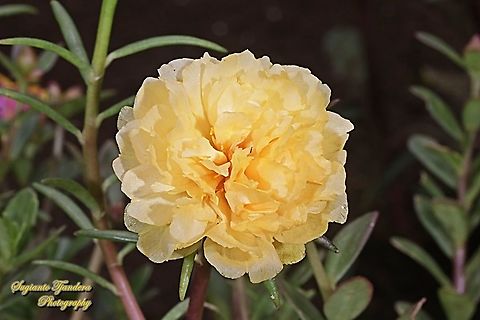 Krokot Mawar (Moss rose double yellow), Portulaca grandiflora  Geotagged,Indonesia,Moss-rose Purslane,Portulaca grandiflora,Spring