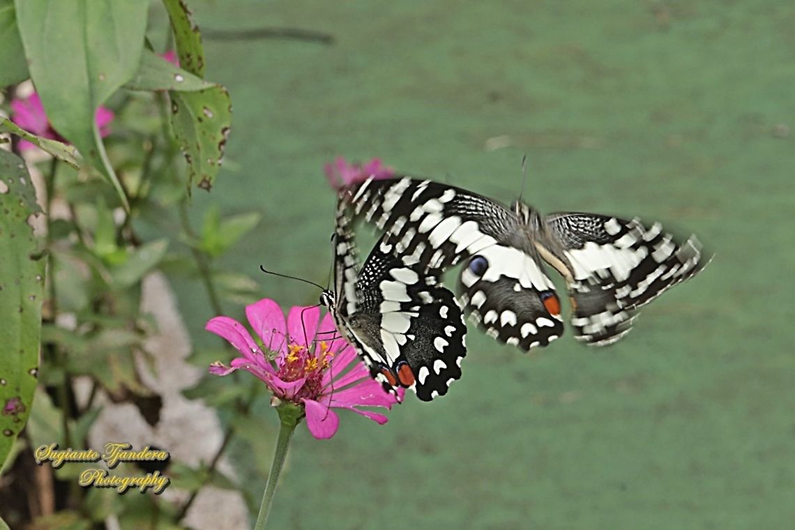 A pair of Common Lime butterflies (Papilio demoleus)  Geotagged,Indonesia,Lime Swallowtail,Papilio demoleus,Spring