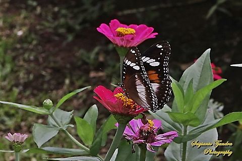 Great eggfly, Hypolimnas bolina bolina - female "sucking nectar on the Zinnia flower"  Geotagged,Great eggfly,Hypolimnas bolina,Indonesia,Spring