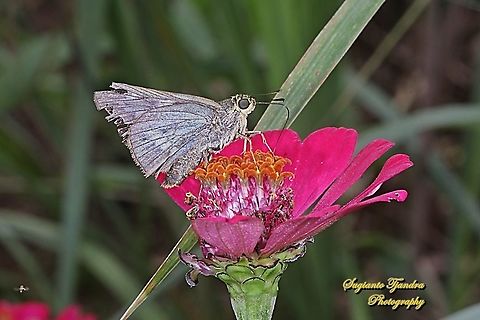Skipper butterfly, The Plain palm dart, Cephrenes acalle, family Hesperiidae - female "sucking nectar on the Zinnia flower"  Cephrenes acalle,Geotagged,Indonesia,Plain palm dart,Spring