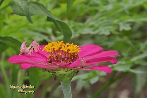 Orchid Mantis nymph, Hymenopus coronatus "standing on the Zinnia flower"  Geotagged,Hymenopus coronatus,Indonesia,Malaysian Orchid Mantis,Spring