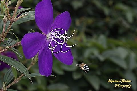 Blue Banded Bee, Amegilla zonata "looking for nectar on the Princess Flower, Tibouchina urvilleana (family Melastomataceae)  Amegilla zonata,Geotagged,Indonesia,Spring