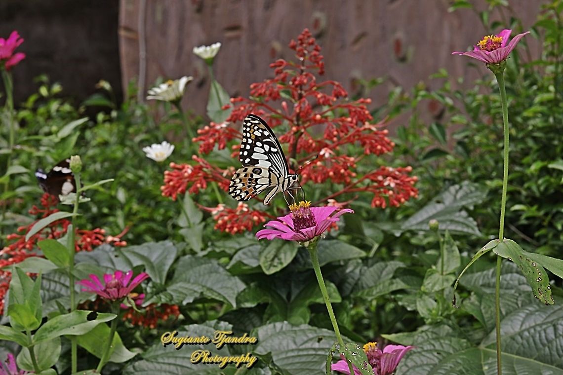 Common Lime butterfly (Papilio demoleus) "sucking nectar on the Zinnia flower"  Geotagged,Indonesia,Lime Swallowtail,Papilio demoleus,Spring