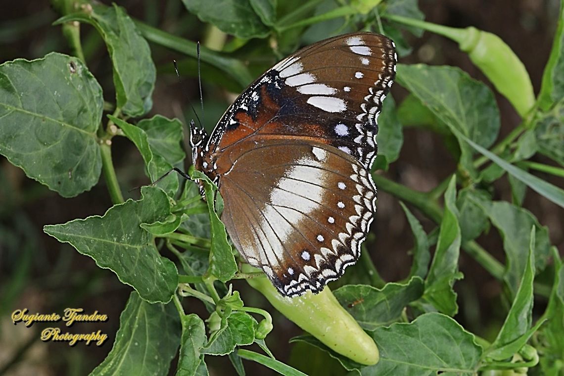 Great eggfly, Hypolimnas bolina bolina - female, lowerside  Geotagged,Great eggfly,Hypolimnas bolina,Indonesia,Spring