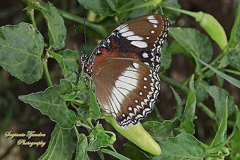 Great eggfly, Hypolimnas bolina bolina - female, lowerside  Geotagged,Great eggfly,Hypolimnas bolina,Indonesia,Spring