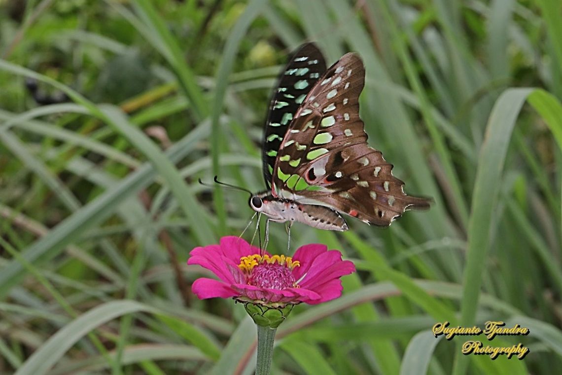 Tailed Jay Butterfly, Graphium agamemnon "sucking nectar on the Zinnia flower"  Geotagged,Graphium agamemnon,Indonesia,Spring,Tailed Jay