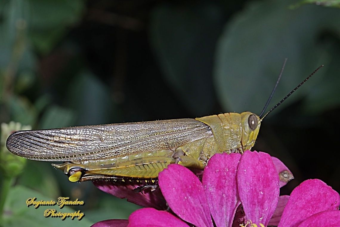 Javanese Grasshopper, Valanga nigricornis, family Acrididae  Geotagged,Indonesia,Javanese grasshopper,Spring,Valanga nigricornis