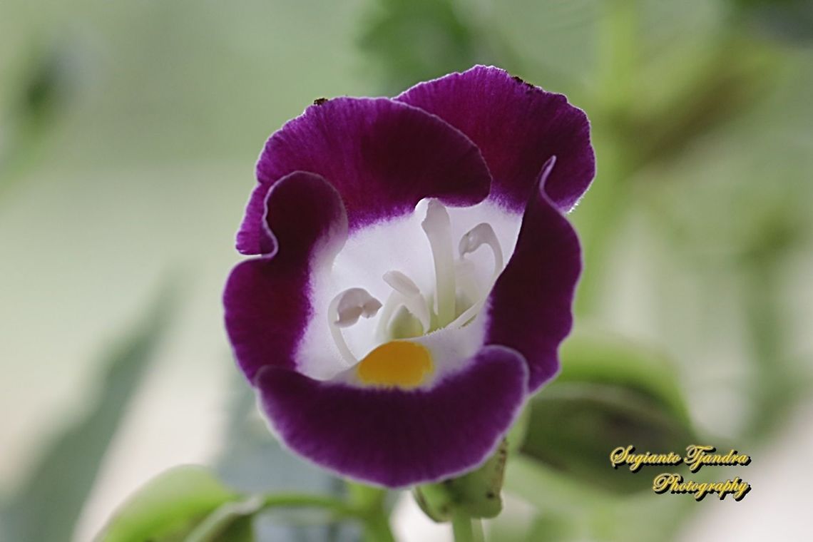 Wishbone flower, Torenia fournieri (family Linderniaceae)  Bluewings,Geotagged,Indonesia,Spring,Torenia fournieri