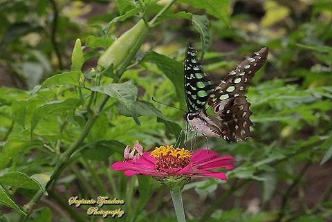 A Tailed Jay Butterfly, Graphium agamemnon "sucking nectar on the Zinnia flower" - being watched by a little predator, an Orchid Mantis nymph, Hymenopus coronatus.  Geotagged,Graphium agamemnon,Indonesia,Spring,Tailed Jay