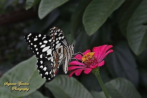 Common Lime butterfly (Papilio demoleus) "sucking nectar on the Zinnia flower"  Geotagged,Indonesia,Lime Swallowtail,Papilio demoleus,Spring